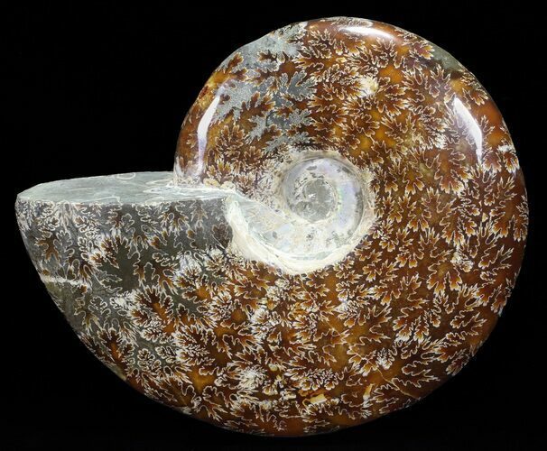 Polished, Agatized Ammonite (Cleoniceras) - Madagascar #60753